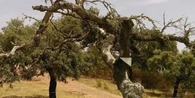 A diseased holm oak tree with a canopy with many dead branches.