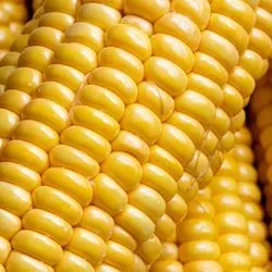 Image of corn on the cob