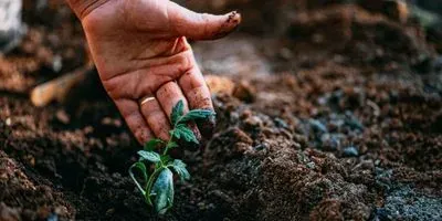 Human hand digging into soil next to plant