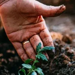 Human hand digging into soil next to plant