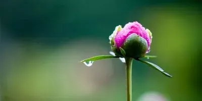 Image of a flower