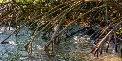 Image of a mangrove