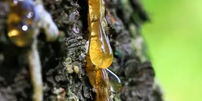 sap on a pine tree
