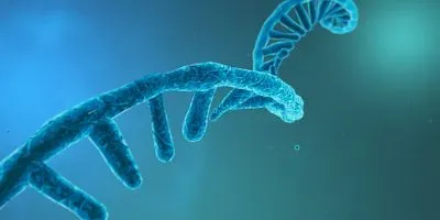 Image of an RNA strand