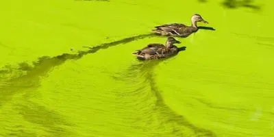 Image of ducks swimming in an Algal bloom