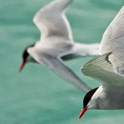 Two Arctic Terns flying over water