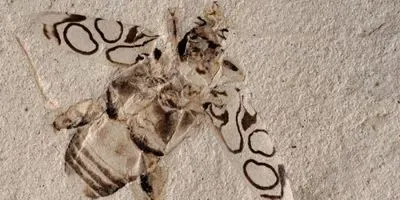 The new frog-legged beetle species, Pulchritudo attenboroughi, or Attenborough’s Beauty, was identified by Frank Krell, Denver Museum of Nature & Science Senior Curator of Entomology and Francesco Vitali, National Museum of Natural History of Luxembourg Invertebrate Zoology Collections Curator in August 2021.