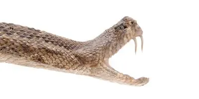 Image of a snake