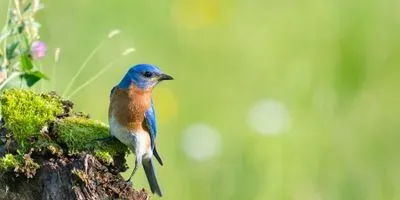 Image of a blue bird
