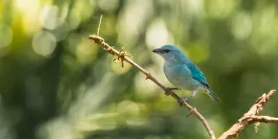 Image of a Sayaca tanager