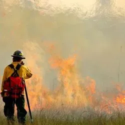 Image of a firefighter standing in front of a forest fire