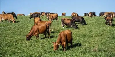 Image of cows eating grass