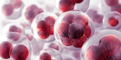 Embryonic cells