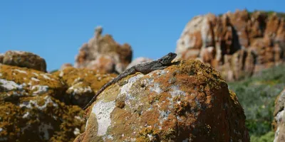 Some animals, such as lizards, tortoises and insects, will encounter thermal stress as a result of climate change. In a recent paper, researchers from South Africa and Australia provide several tools to validate and improve indices that determine the vulnerability of these animals to climate warming.