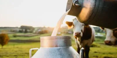 Farmer pouring milk into a container