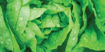 A closeup photo of very green lettuce leaves covered in droplets of water.