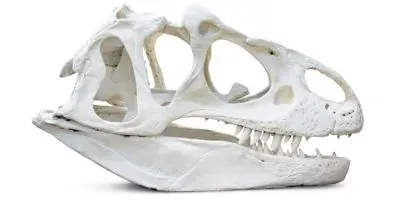Side view of a T. rex Skull