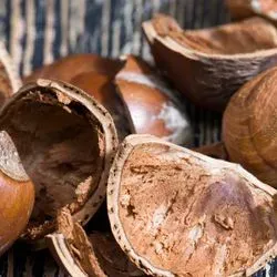 image of hazelnet shells