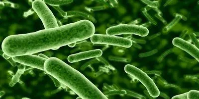 Computer image of bacteria