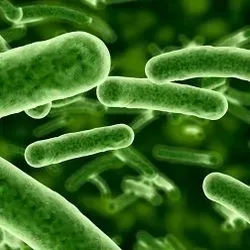 Computer image of bacteria