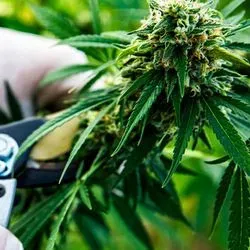 Person farming cannabis