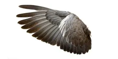 Image of a bird's wing