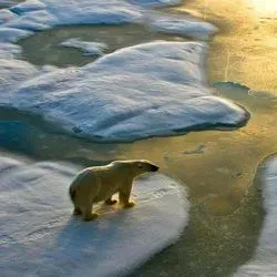 Polar bear on melting ice flow