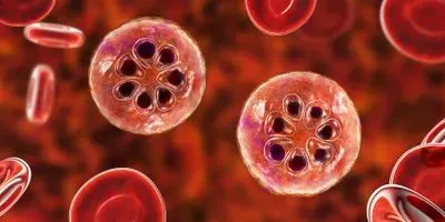 Graphic image of malaria in blood cells