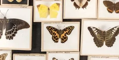 An international team of scientists have developed a method to count outdoor species from indoor museum records, says a new University of Vermont-led study. The new method will enable scientists to use museum records to identify species that are declining over time and may need extra protection to prevent them from going extinct.