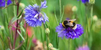 A bee on a flower
