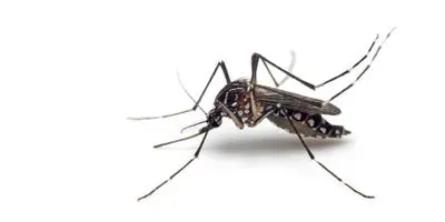 Image of a yellow fever mosquito