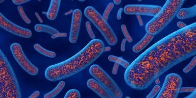 Bacteria