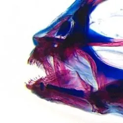 Lateral view of cichlid’s oral and pharyngeal jaws