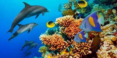 Dolphins swimming next to a barrier reef