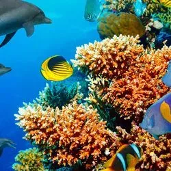 Dolphins swimming next to a barrier reef