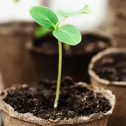 Plants growing in pots