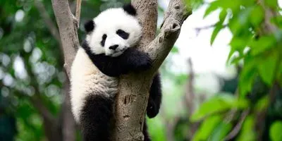 Image of young panda napping in a tree