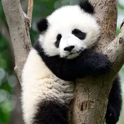 Image of young panda napping in a tree