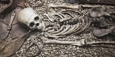 A human skeleton