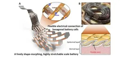 The KIMM research team led by Dr. Bongkyun Jang and Dr. Seungmin Hyun at the Department of Nano-Mechanics has developed a battery with high safety and stretchability by mimicking the design of the scales and flexible joints found in the structure of snake scales. Upon zooming in on the battery, one can see that it consists of a hexagonal battery and flexible electrical interconnections. The stretchable structure is realized by the flexible interconnections that can freely fold and unfold.