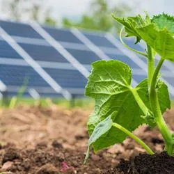 Image of a plant infront of solar panels