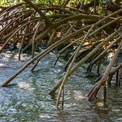 Image of mangrove tree roots