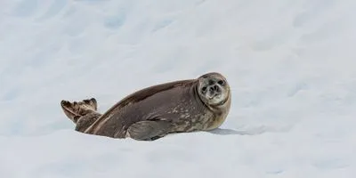 Image of a Weddell seal on land