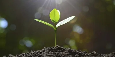Seedling growing towards light