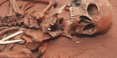 Image of a human skeleton
