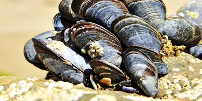Picture of mussels on a rock