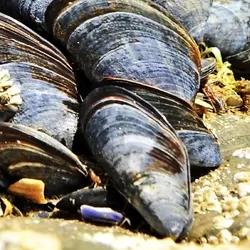 Picture of mussels on a rock
