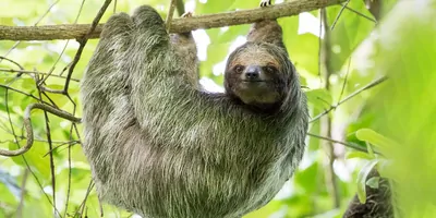 Image of a three-toed sloth
