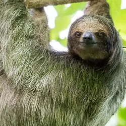 Image of a three-toed sloth