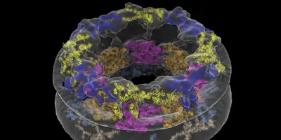 A model of the human nuclear pore complex (NPC), depicting the major proteins that make up the pore’s three rings. From top to bottom: the Cytoplasmic Ring is blue and yellow; the Inner Ring is orange and pink; and the Nucleoplasmic Ring is light blue and gold.